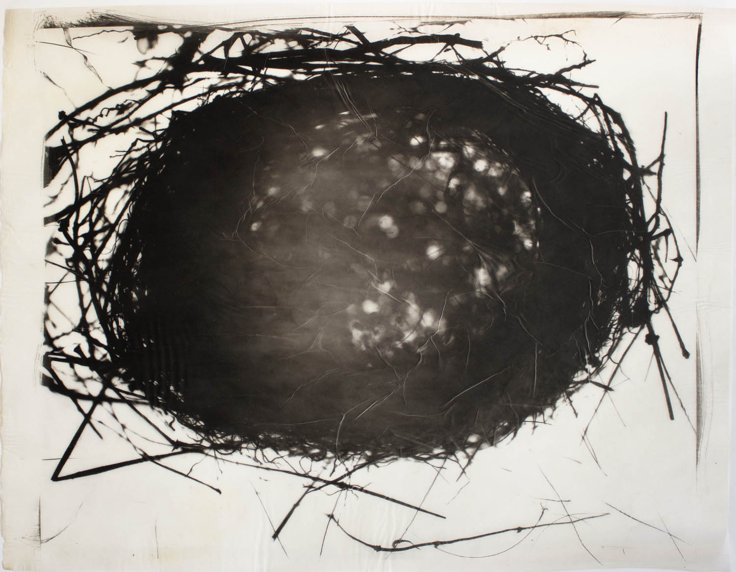 Bird's Nest