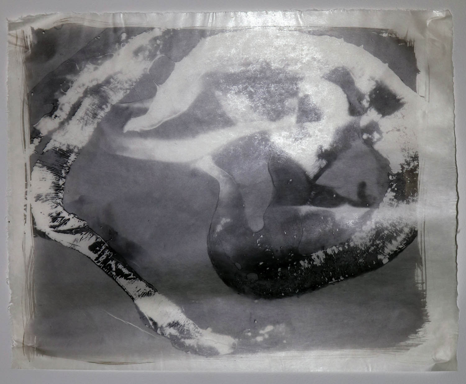 Scallops can have as many as 400 eyes circling around their shells. This is a palladium print of a camera-free capture of these eyes.