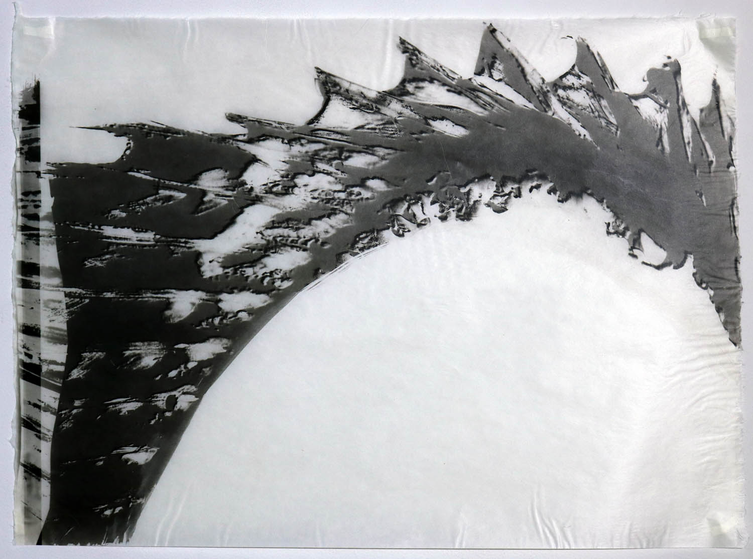 Fin fragment of a Striped Bass. One of the fish that are caught in the waters off the NY coastline.