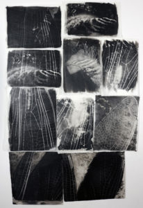 An installation of dragonfly wing palladium prints: from micro to macro, our world can expand.