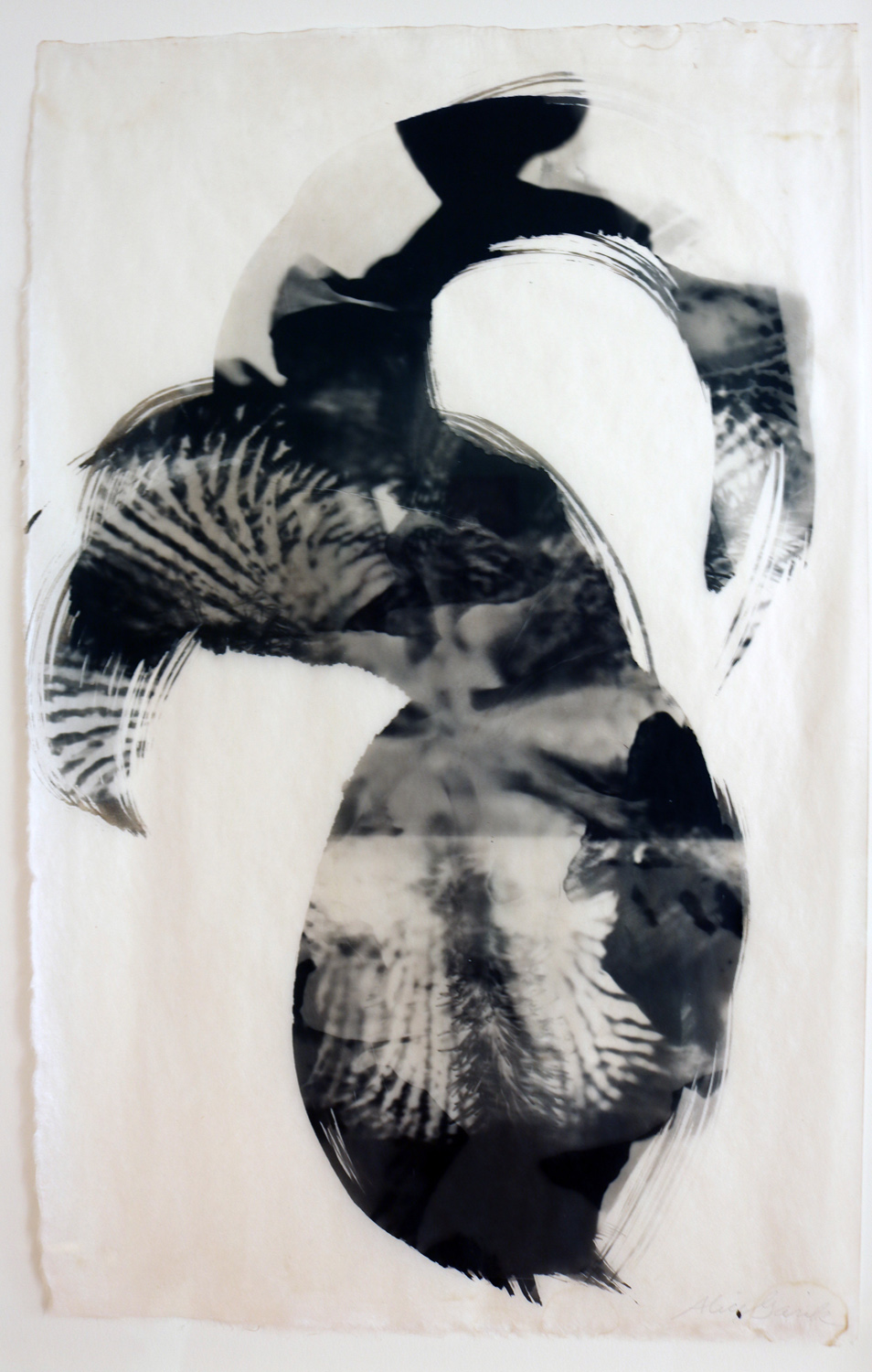 I aim to translate the energy of living things--here an Iris flower. I paint the palladium solution as I follow the forms of the Iris.