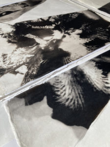 Separate palladium prints of The Iris Installation laid out to view.