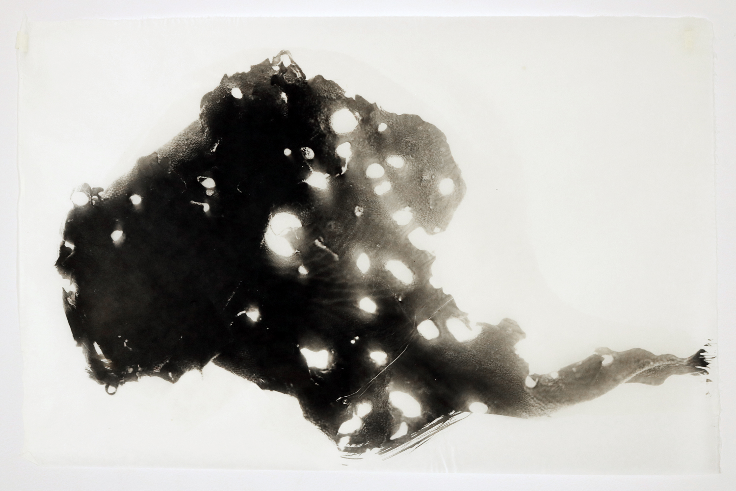Camera-less articulation of seaweed mimics the textures of the ocean.