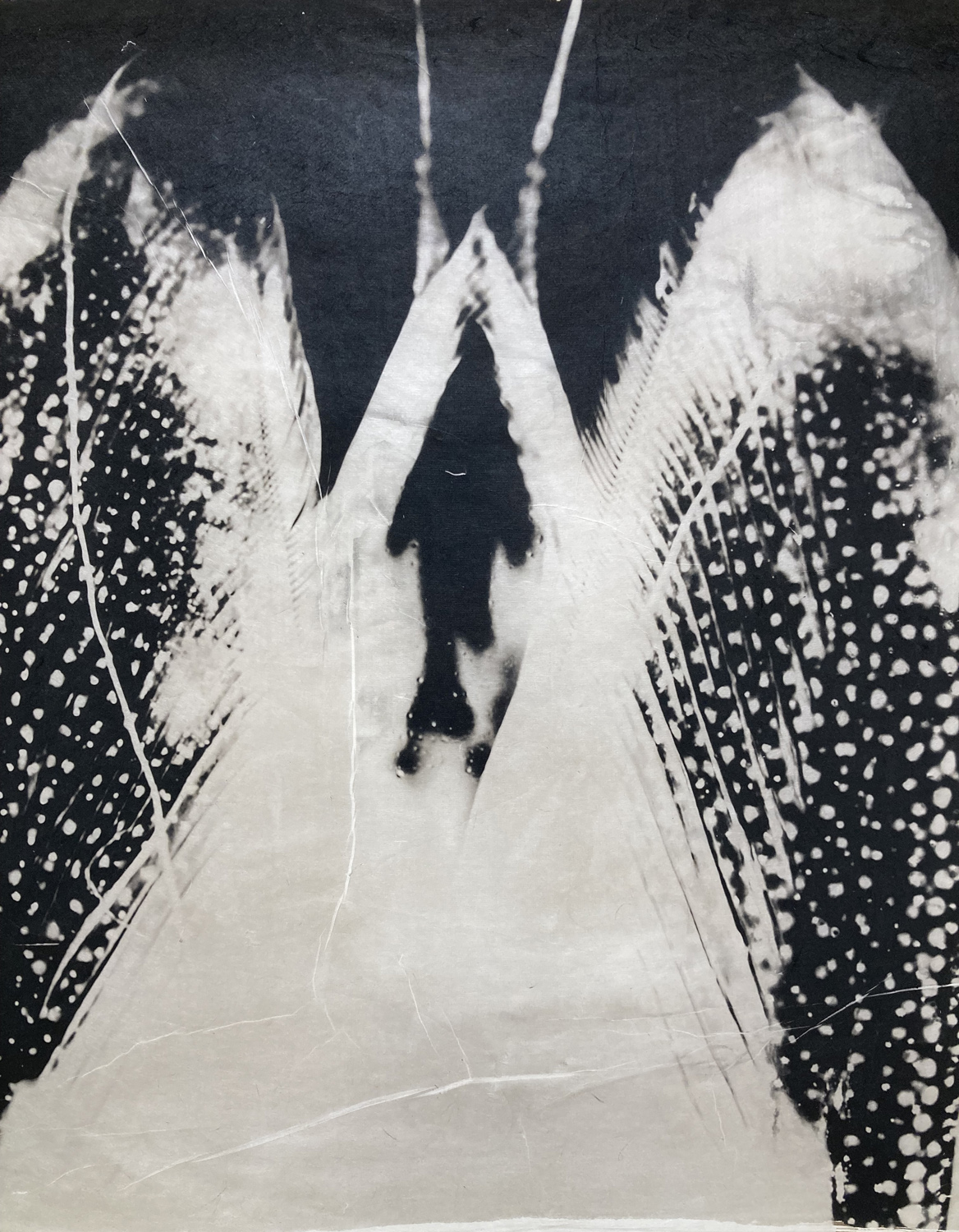The tail of a shrimp enlarged to show its architecture in this palladium print on handmade Japanese gampi.