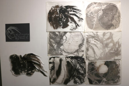 A series of palladium prints of a horseshoe crab and seaweed in the installation at the School of Visual Arts.